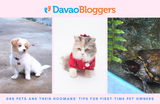 Tips for First time Pet Owners
